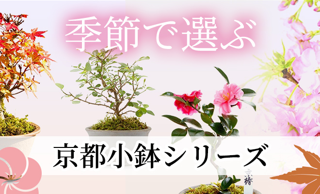 季節で選ぶ京都小鉢シリーズ